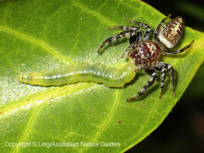jumping-spider