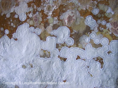 lichen