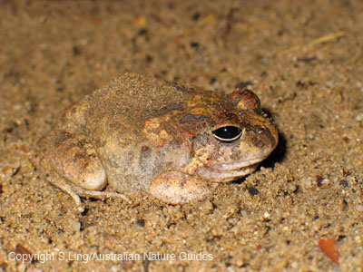 ornateburrow