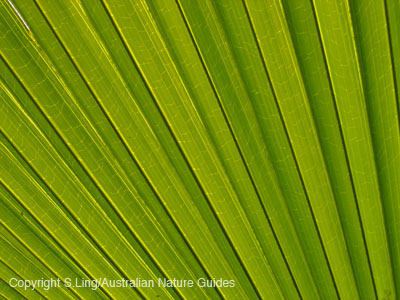 palm-leaf