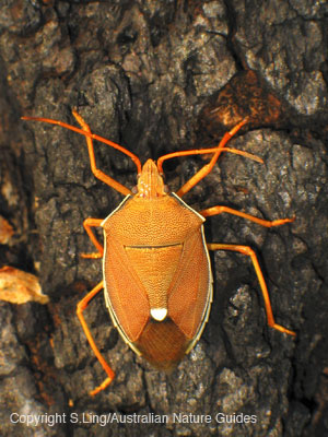 pentatomidae