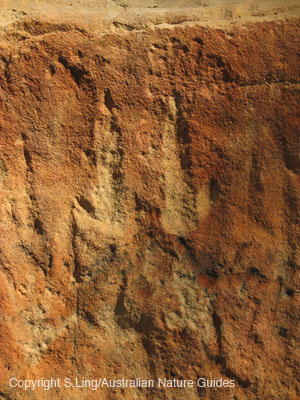 roo-tracks