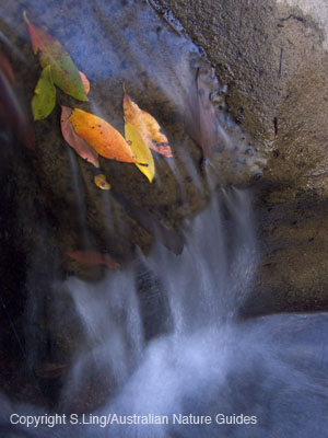 trappedleaves