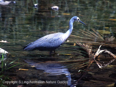 white-faced