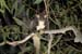 Carnarvon gorge, Greater glider.