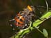 Carnarvon gorge, mountain katydid.