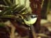 Carnarvon gorged, white-browed scrubwren