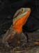 Carnarvon gorge eastern waterdragon