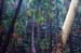 Carnarvon gorge, wet eucalypt forest.