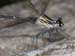 carnarvon gorge, Damselfly