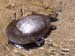 carnarvon gorge, Kreffts river turtle