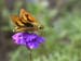 Carnarvon gorge, Orange-Dart