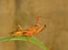 carnarvon gorge, assassin-bug