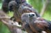 Apostlebirds
