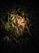 carnarvon gorge Yellow Bellied Glider