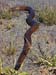 carnarvon gorge, blackheaded python.