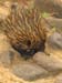 carnarvon gorge, echidna