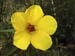 carnarvon gorge native hibiscus