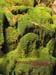 Moss Garden, Carnarvon Gorge