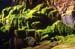 Moss Garden, Carnarvon Gorge