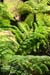 King ferns, tree ferns, Carnarvon Gorge.