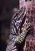 carnarvon gorge lace monitor