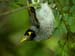carnarvon gorge noisy miner
