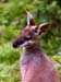 carnarvon gorge prettyface wallaby
