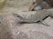 carnarvon gorge, sand goanna