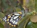 carnarvon gorge, caper white