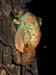 carnarvon gorge, emerging cicada