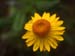 carnarvon gorge, golden everlasting daisy.