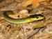 carnarvon gorge, green tree snake