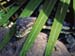 carnarvon gorge carpet python