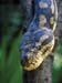 carnarvon gorge carpet python