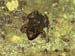 carnarvon gorge tusked frog