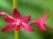 carnarvon gorge, hyacinth orchid.