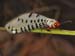 carnarvon gorge, lacewing