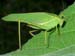 carnarvon gorge, leaf katydid