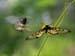 carnarvon gorge, clearwings