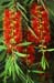 carnarvon gorge, callistemon viminalis