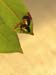 carnarvon gorge, cheese tree bugs