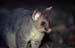 common-brushtail-possum