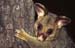 common-brushtail-possum2