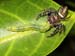 jumping-spider
