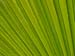 Palm frond detail, Carnarvon Gorge.