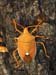 pentatomidae