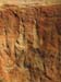 roo-tracks Cathedral Cave, Carnarvon Gorge