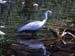 white-faced